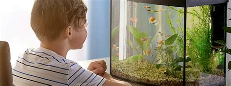 Best Fish Tanks for Kids and the Benefits of Aquariums for Children