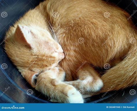 Cute Brown Cat in Sleeping Pose Stock Photo - Image of brown, sleeping ...