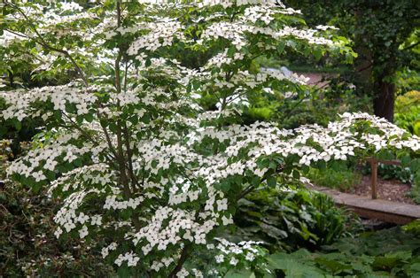 Flowering WHITE KOUSA DOGWOOD Cornus Kousa Tree Seeds, 43% OFF