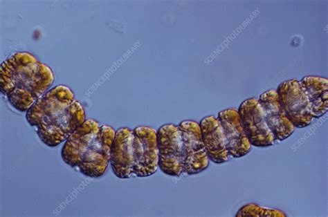 Gymnodinium catenatum, LM - Stock Image - C009/3855 - Science Photo Library