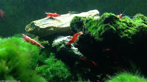 Keeping A Red Cherry Shrimp Tank for Freshwater Setups