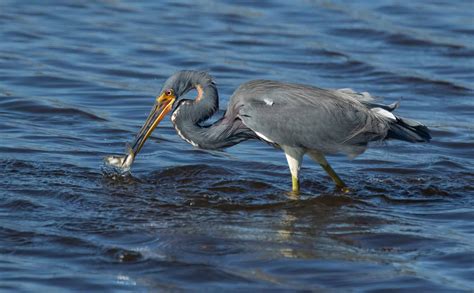 12 Types of Herons in Texas