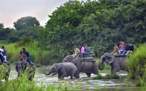 Assam: Elephant Safari at Kaziranga National Park Restarted for Tourists today - News Live