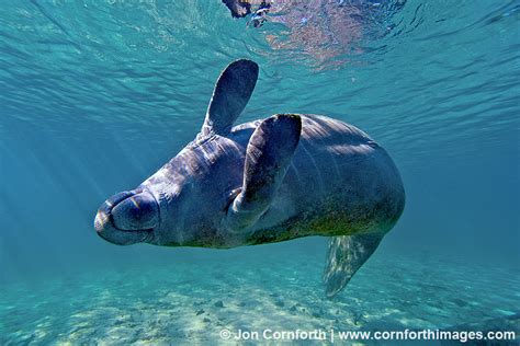 West Indian Manatee Archives - Cornforth Images