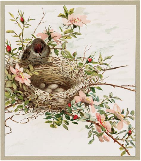 11 Bird Nests with Flowers Images! | Vintage birds, Bird nest painting, Nest art