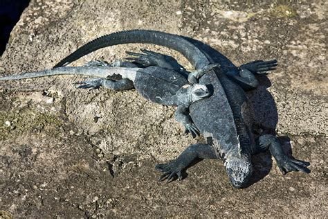 Galapagos Marine iguanas Mother and Baby Photograph by Sally Weigand ...