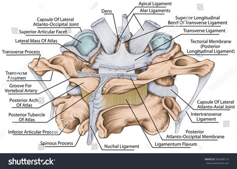 Atlanto Occipital Joint Ligaments