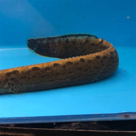 Black spot eel for sale | Exotic Fish Shop | 774-400-4598