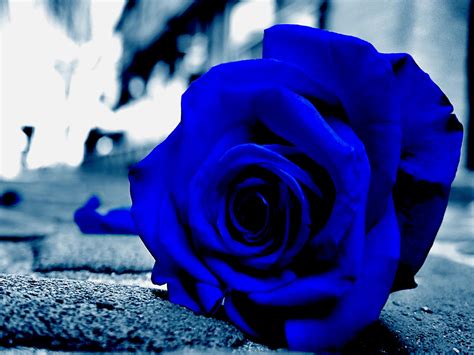 Blue, Rose, Desktop, Background, Hd, Wallpaper, Widescreen, - Desktop Background Wallpaper Rose ...