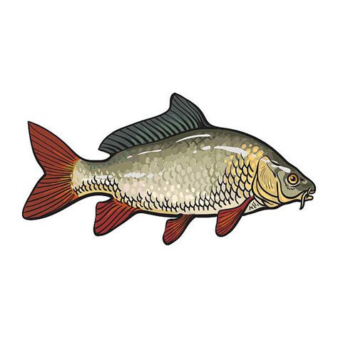 Carp Clip Art, Vector Images & Illustrations - iStock