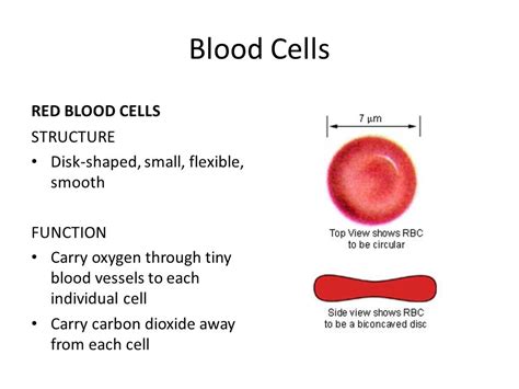 Red Blood Cell Morphology Chart 1488 | The Best Porn Website