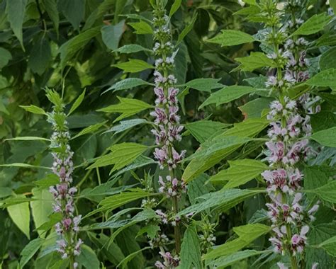 Motherwort – its Uses & Benefits | theHERBAL Cache