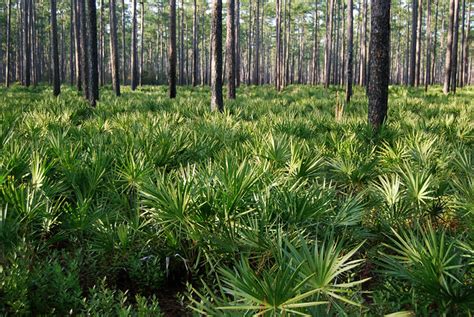 Longleaf pine savanna, Osceola National Forest | Flickr - Photo Sharing!