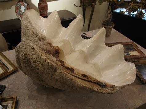 Giant Clam Shell - Balée Antiques & Design