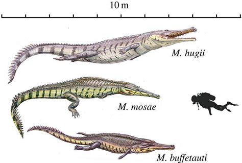 Machimosaurus, an extinct genus of marine crocodyliform. : r/Naturewasmetal