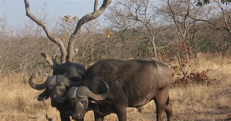 African Wildlife: Cape Buffalo Facts