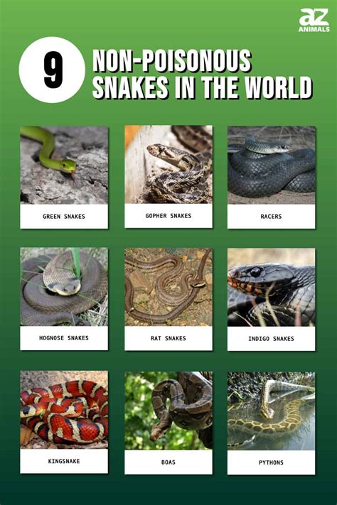 9 Non-Venomous Snakes in the World - A-Z Animals