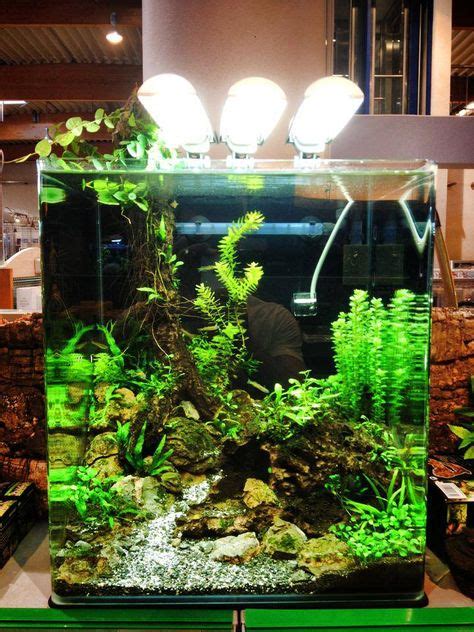 9 Guppy Tank Ideas | aquarium fish, freshwater aquarium, fish tank