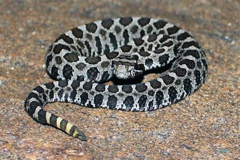 Massasauga Rattlesnake Facts and Pictures | Reptile Fact