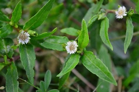 bhringraj plant medicinal uses Neem Leaf Benefits, Health Benefits ...