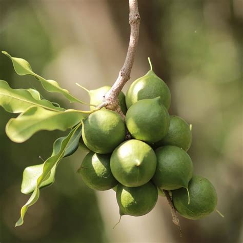 Macadamia Nut Classification | Ask A Biologist