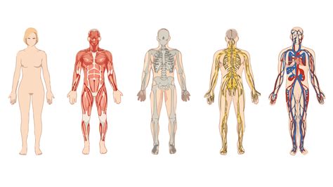 Tissues of the Human Body - Advanced ( Read ) | Biology | CK-12 Foundation