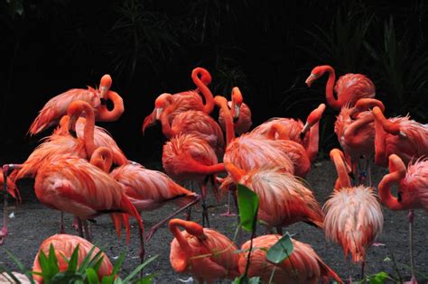 Flamingo | Jurong Bird park, Singapore | D70 | Flickr