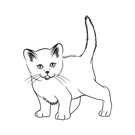 Cat Outline Drawing