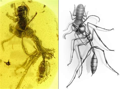 Stunning 99-Million-Year-Old Fossil Reveals “Hell Ants” in Detail ...