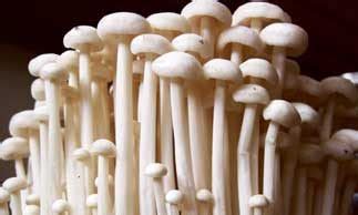 Enokitake Mushroom (Flammulina Velutipes) Top Health Benefits [2022 ...