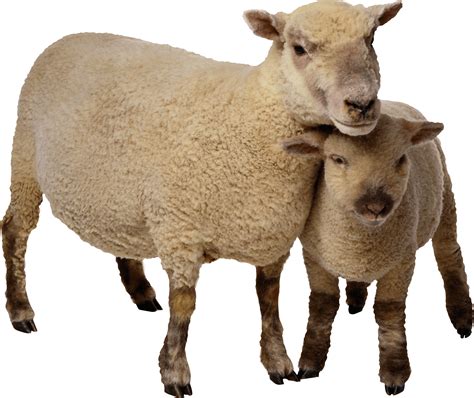 Sheep Clip art - Sheep Png Image png download - 2751*2313 - Free Transparent Eid Al Adha png ...