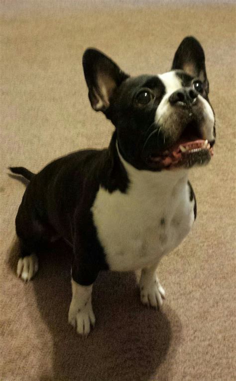 My Boston terrier / French bulldog mix : aww