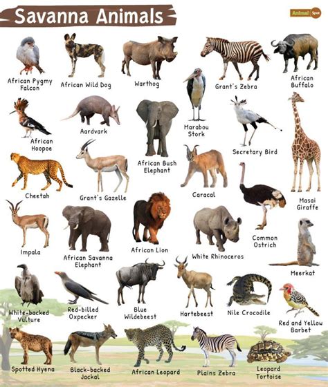 Savanna Animals List, Facts, Diet, Adaptations and Pictures