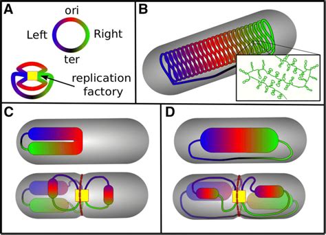 Dynamic nucleoid structure. a The circular E. coli chromosome consists... | Download Scientific ...