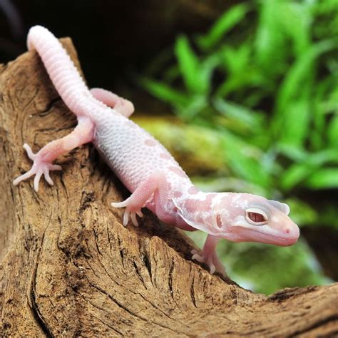 CB Mack Snow Albino Leucistic Leopard Gecko, Buy Leopard Geckos Online ...