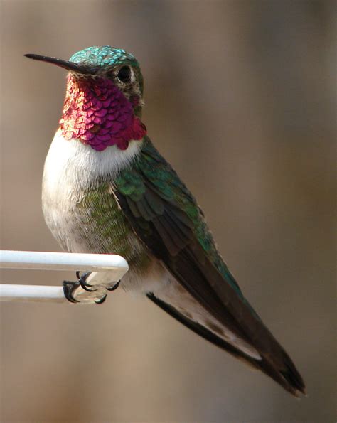 Hummingbird Watching: 3 Facts About the New Algorithm | Advice Local