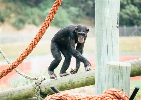 Chimpanzee Habitat | Best Awards