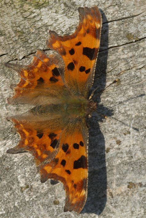 Comma Butterfly Macro - Free photo on Pixabay - Pixabay