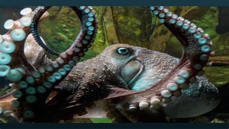 Octopus escapes aquarium tank, makes it to ocean