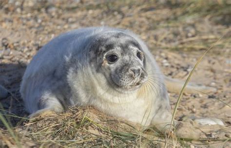 Record number of baby seals born at Norfolk's Blakeney National Nature ...