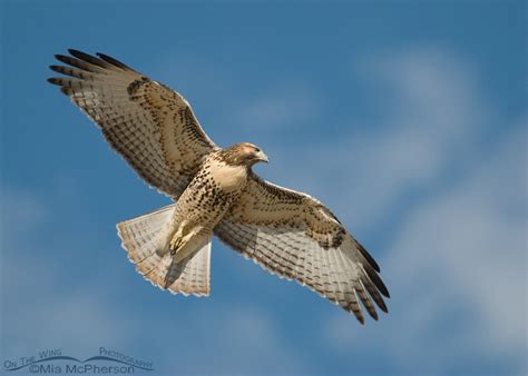 Juvenile Red-tailed Hawk in flight – On The Wing Photography