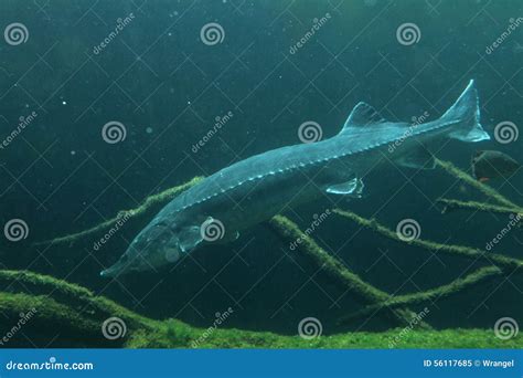 European Sturgeon (Huso Huso) Stock Image - Image of natural, food ...