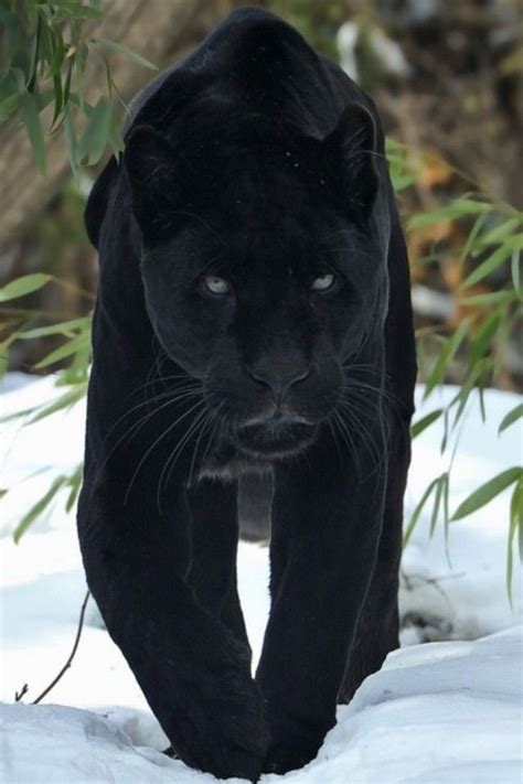 pictures of black panther cats! | Cute and Amazing Animals | Pinterest | Black panther cat ...