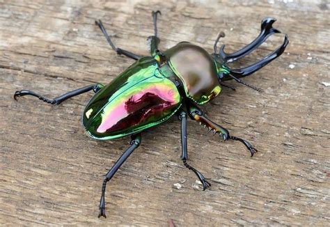 Rainbow Stag Beetle | Inseto besouro, Insetos, Espécies de cobras