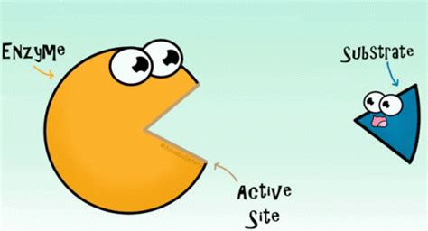 Enzyme Active Site GIF - Enzyme Active Site Substrate - Découvrir et partager des GIF