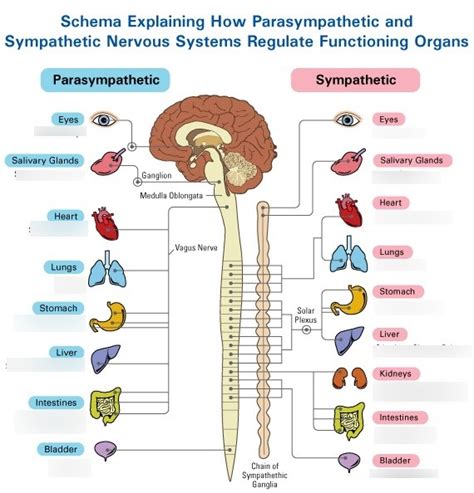 NRS 270 Effector organ response to ANS impulses Diagram | Quizlet