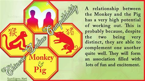 Monkey Pig Compatibility: Functional and Busy - SunSigns.Net