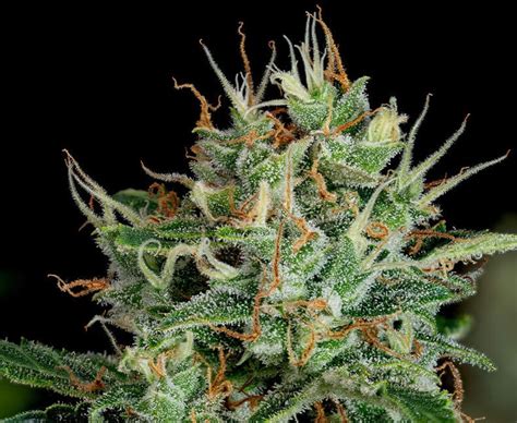 G13 Strain - Dagga Seeds