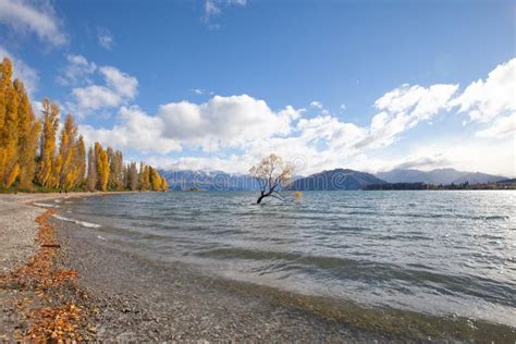 Lone Willow Tree at Lake Wanaka New Zealand Stock Image - Image of ...