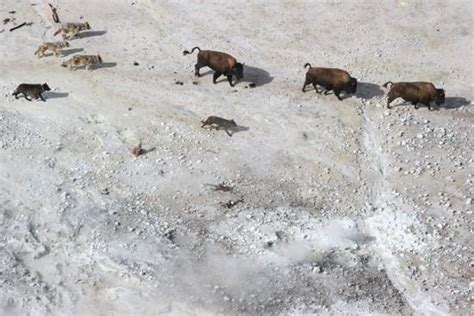 Wolf packs attack the toughest prey in Yellowstone | Wyoming News ...